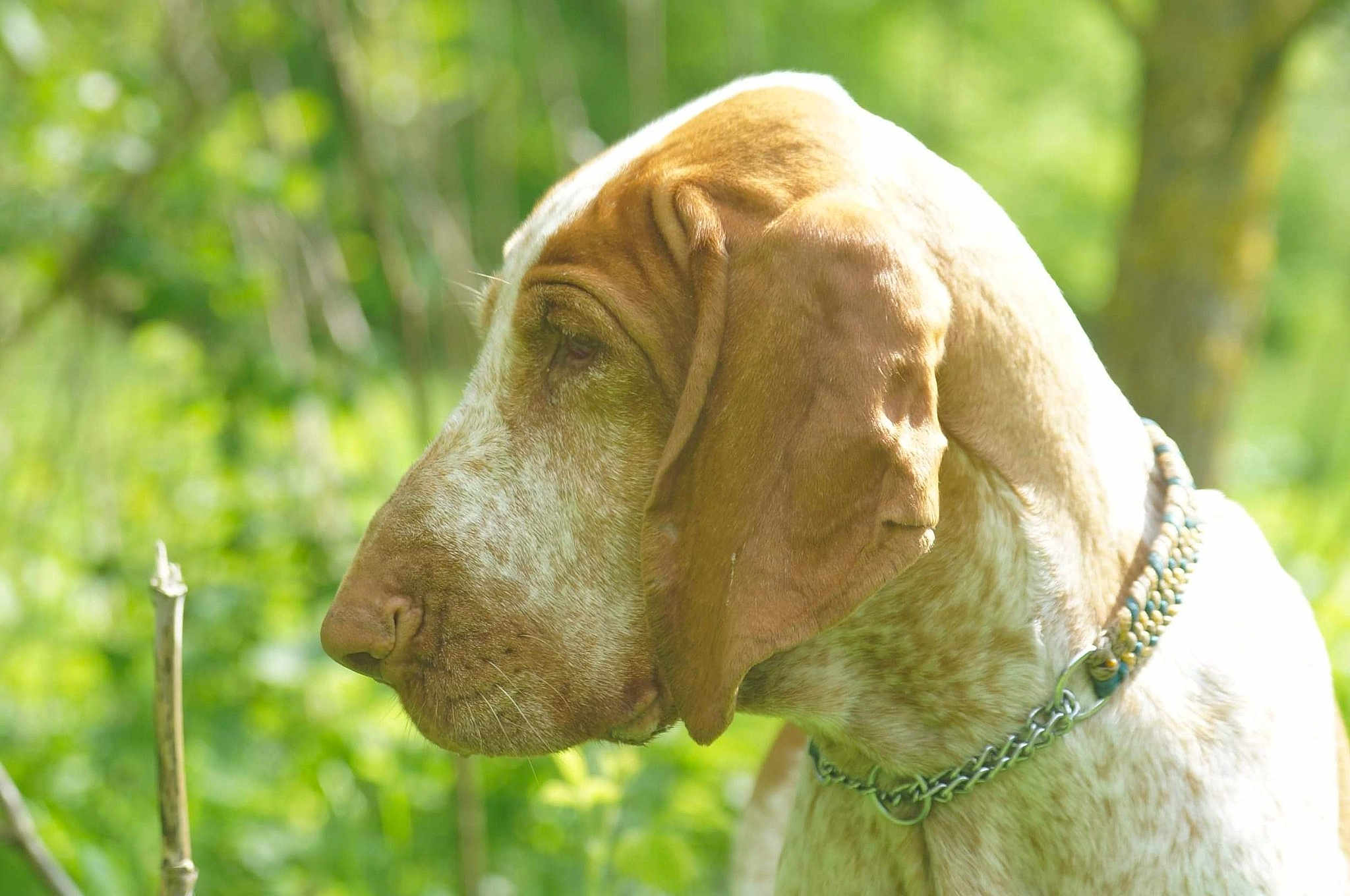 émilie