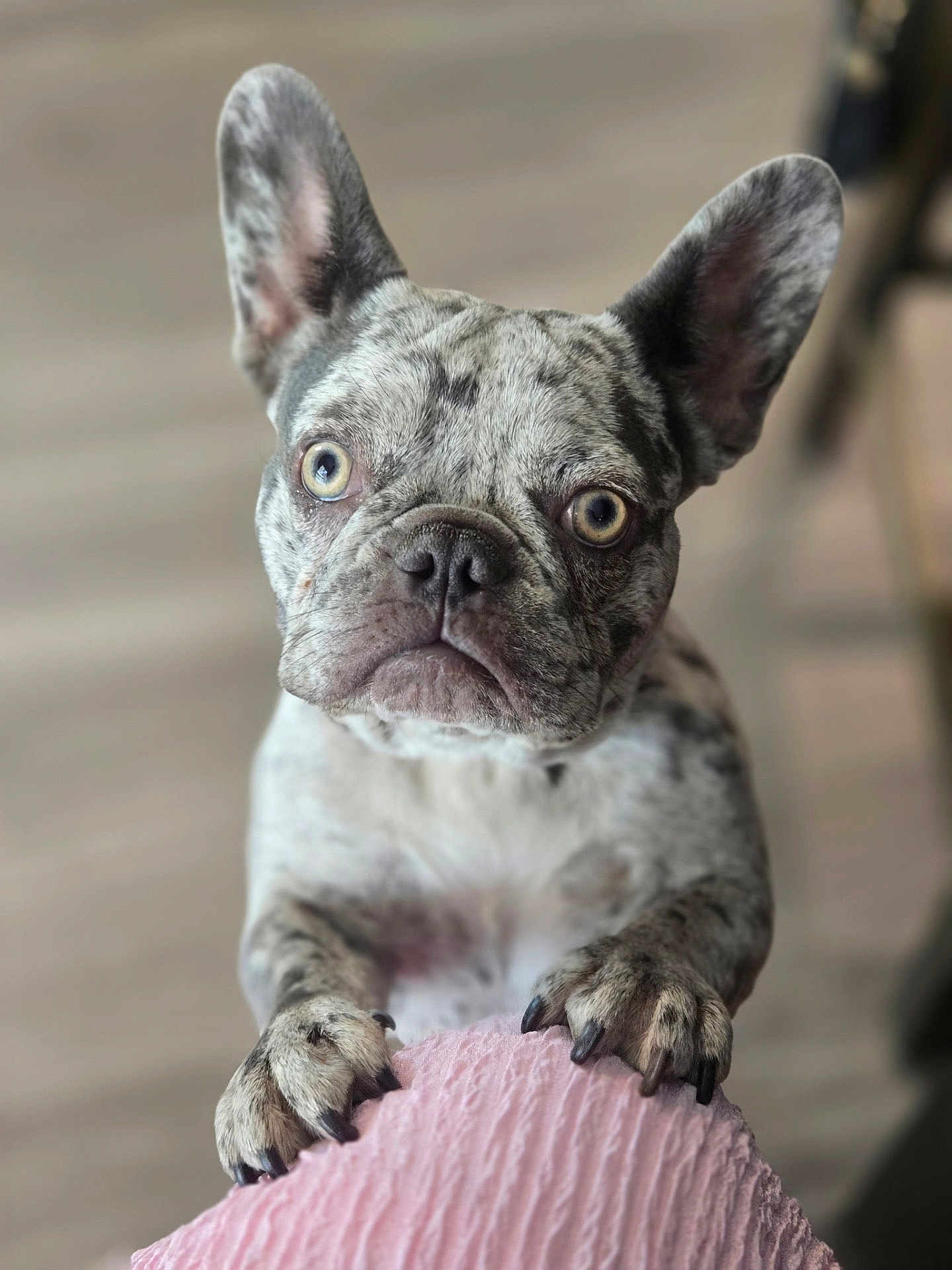 Ellie joined the competition — help win amazing prizes! dog, french_bulldog, merle_coat, pet, animal, close_up, paws, ears, eyes, indoor, curious, pink, texture, soft, blurred_background, canine, mammal, companion, domestic_animal, portrait