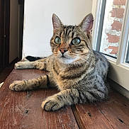 Marlou participe au concours pour gagner de l'argent avec cette photo : american_shorthair, asian, bengal, california_spangled, carnivoran, cat, cat_like_mammal, domestic_short_haired_cat, dragon_li, european_shorthair, fur, kitten, mammal, pixie_bob, small_to_medium_sized_cats, tabby_cat, toyger, whiskers