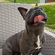 Viago participe au concours pour gagner de l'argent avec cette photo : animal, canine, chair, companion, cute, dog, domestic_animal, fence, french_bulldog, garden, grass, happy, outdoor, pet, playful, sitting, smiling, sunset, tongue_out, wicker_chair