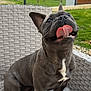 animal, canine, chair, companion, cute, dog, domestic_animal, fence, french_bulldog, garden, grass, happy, outdoor, pet, playful, sitting, smiling, sunset, tongue_out, wicker_chair
