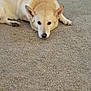 Stella is registered to the contest to win money with this photo: dog, carpet, indoor, pet, animal, scratching_post, floor, relaxed, light_fur, ears, nose, paw, looking, home, furniture, quiet, calm, laying_down, beige, cute