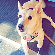 Stella is registered to the contest to win money with this photo: dog, light_fur, harness, leash, mat, indoor, pet, canine, cute, tongue_out, looking_up, sunlight, shadow, floor, ears_up, collar, domestic_animal, animal, friendly, alert