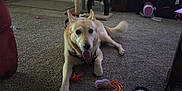 Stella is registered to the contest to win money with this photo: dog, carpet, toy, jar, coins, living_room, cat_tree, television, window, furniture, door, pet, indoor, floor, canine, leisure, animal, playful, home, relaxed