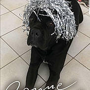 Nina a rejoint le concours — aidez-le/la à gagner de superbes lots ! canidae, companion_dog, dog, dog_breed, fur, non_sporting_group, pug, snout, sporting_group