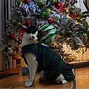 Miso is registered to the contest to win money with this photo: black_and_white_cat, cat, christmas_decor, christmas_tree, cute_cat, decorations, domestic_cat, feline, festive, floor, gift_box, holiday, holiday_season, indoor, lights, ornaments, pet_clothing, present, tile_floor, tree_lights