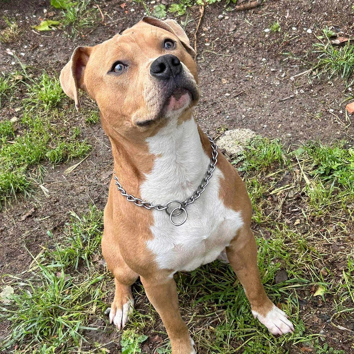 Thor participe au concours pour gagner de l'argent avec cette photo : accessories, animal, boxer, bulldog, canine, dog, grass, herbal, herbs, hound, jewelry, leash, pet, pitbull, plant, puppy, snout, soil, strap, vegetation