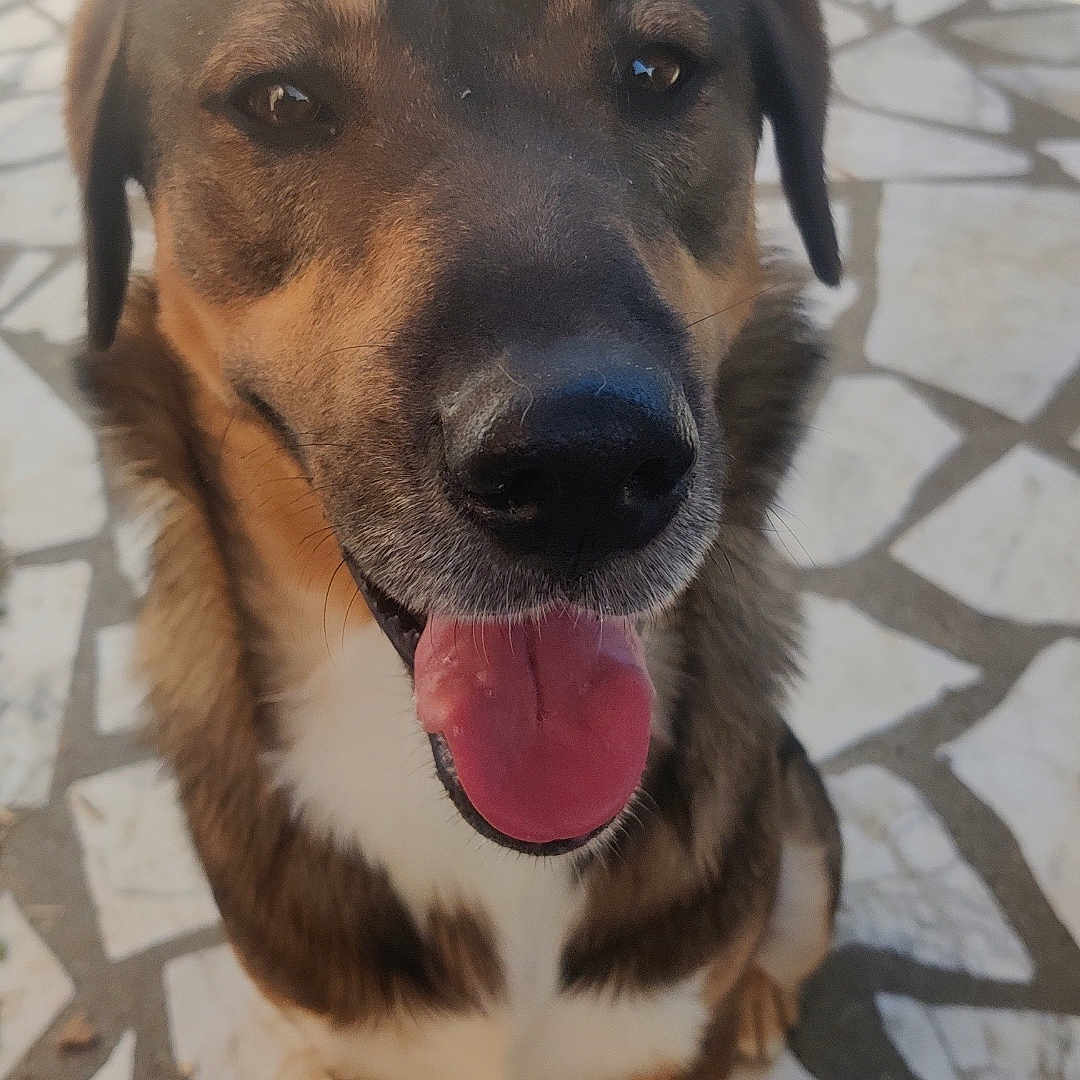 Taz participe au concours pour gagner de l'argent avec cette photo : accessories, animal, bodypart, canine, cobblestone, dog, flagstone, germanshepherd, hound, husky, labradorretriever, mouth, path, person, pet, puppy, road, slate, tongue, walkway