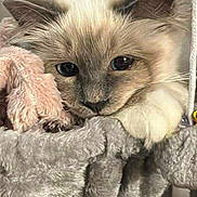 Moonlight a rejoint le concours — aidez-le/la à gagner de superbes lots ! cat, fluffy, pet, cozy, relaxed, soft, plush, hammock, indoor, feline, cute, animal, resting, ears, whiskers, closeup, face, paw, sleepy, domestic