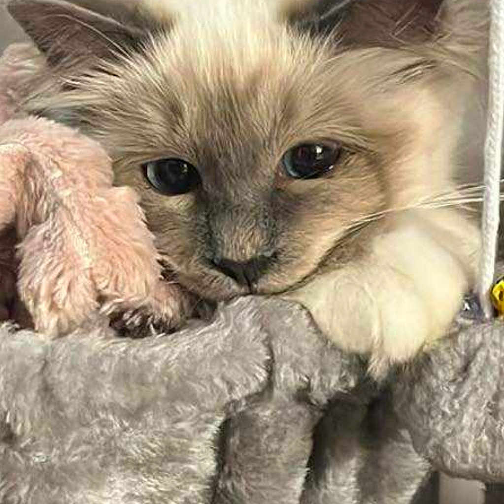 Moonlight a rejoint le concours — aidez-le/la à gagner de superbes lots ! animal, cat, closeup, cozy, cute, domestic, ears, face, feline, fluffy, hammock, indoor, paw, pet, plush, relaxed, resting, sleepy, soft, whiskers