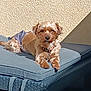 Lola a rejoint le concours — aidez-le/la à gagner de superbes lots ! dog, small_dog, outdoor, sunlight, cushion, lounge_chair, relaxing, beige_wall, pet, fur, paw, collar, sunny, resting, canine, daylight, shadow, texture, domestic_animal, companion
