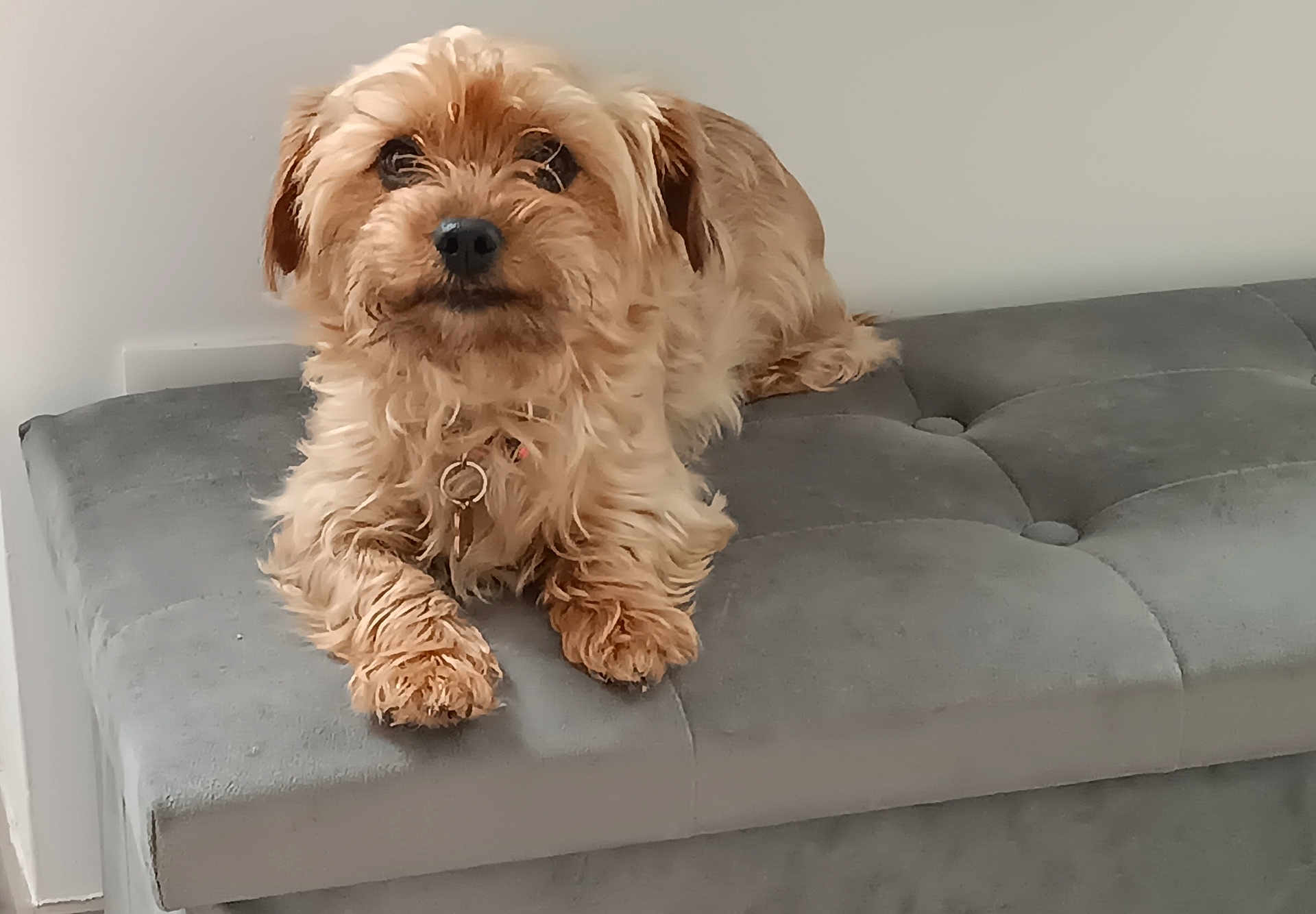 Lola participe au concours pour gagner de l'argent avec cette photo : dog, pet, animal, fur, scruffy, cute, lounge, ottoman, grey, indoor, cozy, small_dog, portrait, relaxed, furniture, domestic, companion, paw, curious, wall