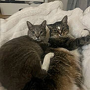 Thor joined the competition — help win amazing prizes! cat, cats, feline, pet, pets, cozy, blanket, white_blanket, snuggling, cuddle, indoor, domestic, fur, ears, whiskers, bedroom, drawer, home, relaxed, two_cats
