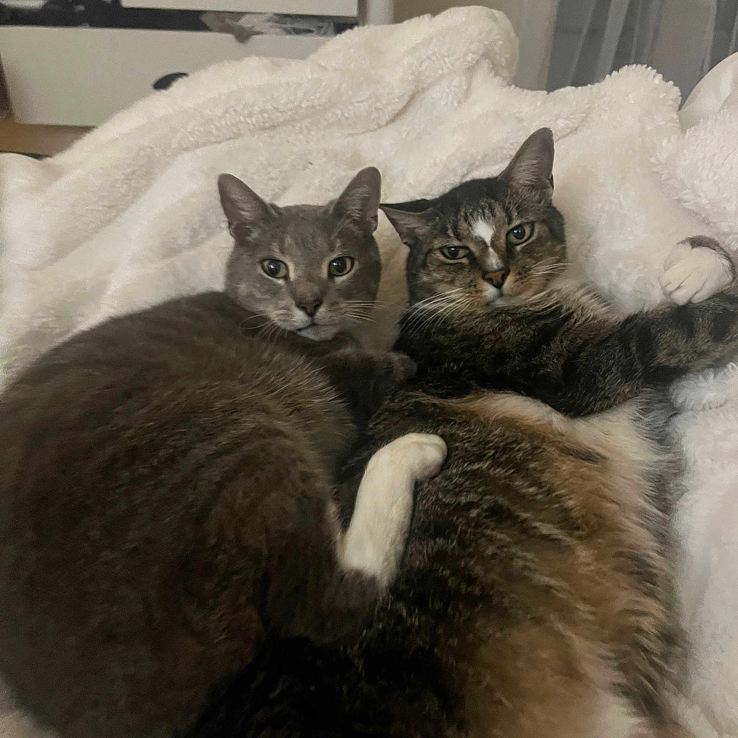 Thor joined the competition — help win amazing prizes! bedroom, blanket, cat, cats, cozy, cuddle, domestic, drawer, ears, feline, fur, home, indoor, pet, pets, relaxed, snuggling, two_cats, whiskers, white_blanket