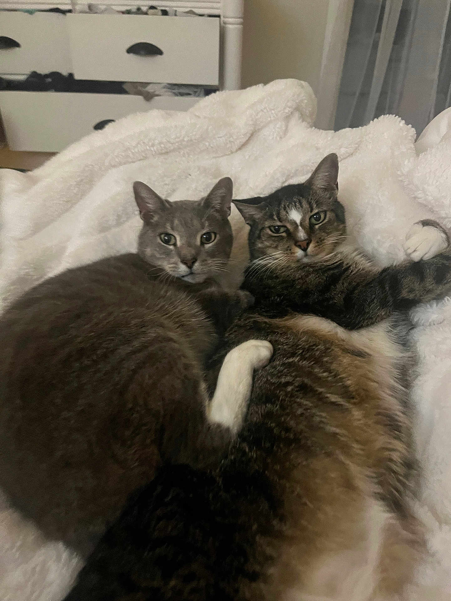 Thor joined the competition — help win amazing prizes! cat, cats, feline, pet, pets, cozy, blanket, white_blanket, snuggling, cuddle, indoor, domestic, fur, ears, whiskers, bedroom, drawer, home, relaxed, two_cats