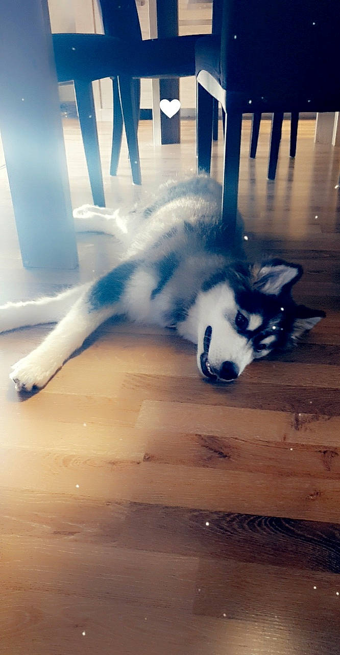 Siska a rejoint le concours — aidez-le/la à gagner de superbes lots ! cloud, companion_dog, cumulus, dog_breed, electric_blue, felidae, floor, flooring, font, fur, hardwood, light, shadow, sky, small_to_medium_sized_cats, tail, tints_and_shades, whiskers, wing, wood