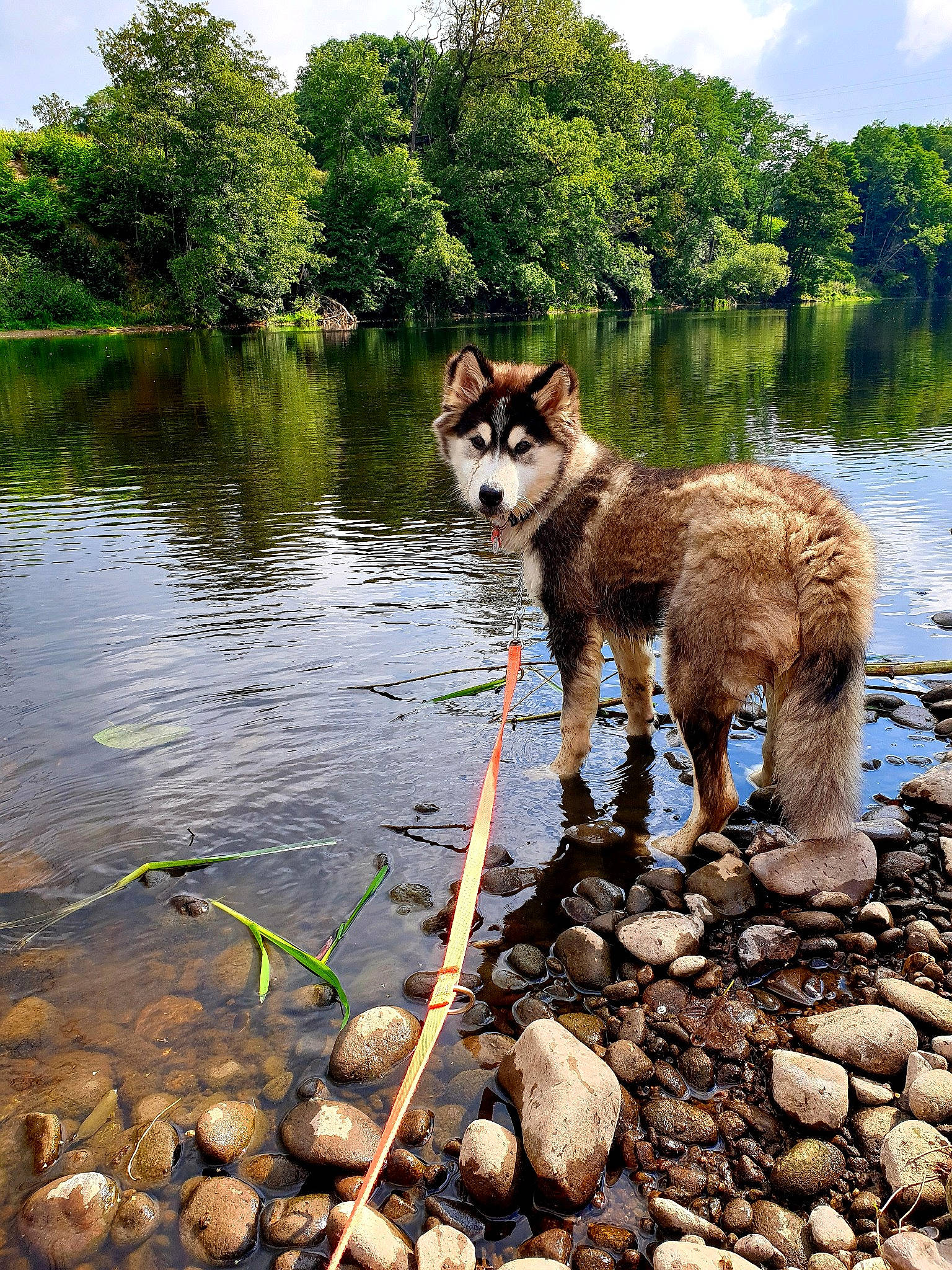 Siska participe au concours pour gagner de l'argent avec cette photo : bank, body_of_water, carnivore, cloud, companion_dog, dog, dog_breed, fawn, herding_dog, lake, natural_landscape, nature, plant, sky, tail, tree, water, water_resources, watercourse, working_animal