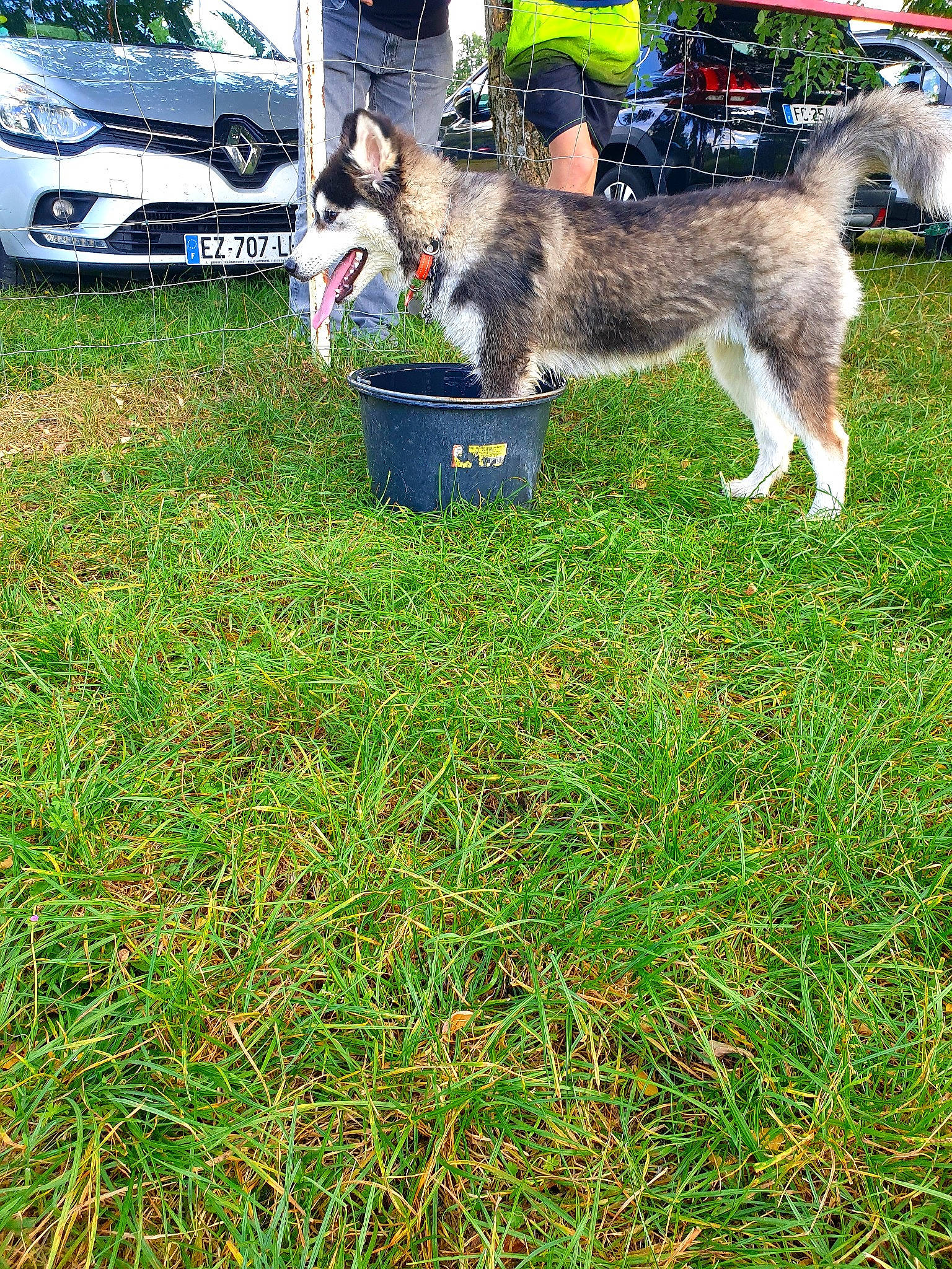 Siska a rejoint le concours — aidez-le/la à gagner de superbes lots ! automotive_lighting, automotive_tire, car, carnivore, companion_dog, dog, dog_breed, grass, groundcover, herding_dog, lawn, mammal, plant, sled_dog, tail, tire, vehicle, vehicle_door, vertebrate, wheel