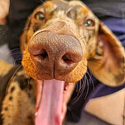 Ulfy participe au concours pour gagner de l'argent avec cette photo : dog, close_up, tongue, nose, pet, animal, cute, funny, blurry_background, brown, mouth, ears, whiskers, canine, expression, indoor, tongue_out, playful, face, fur