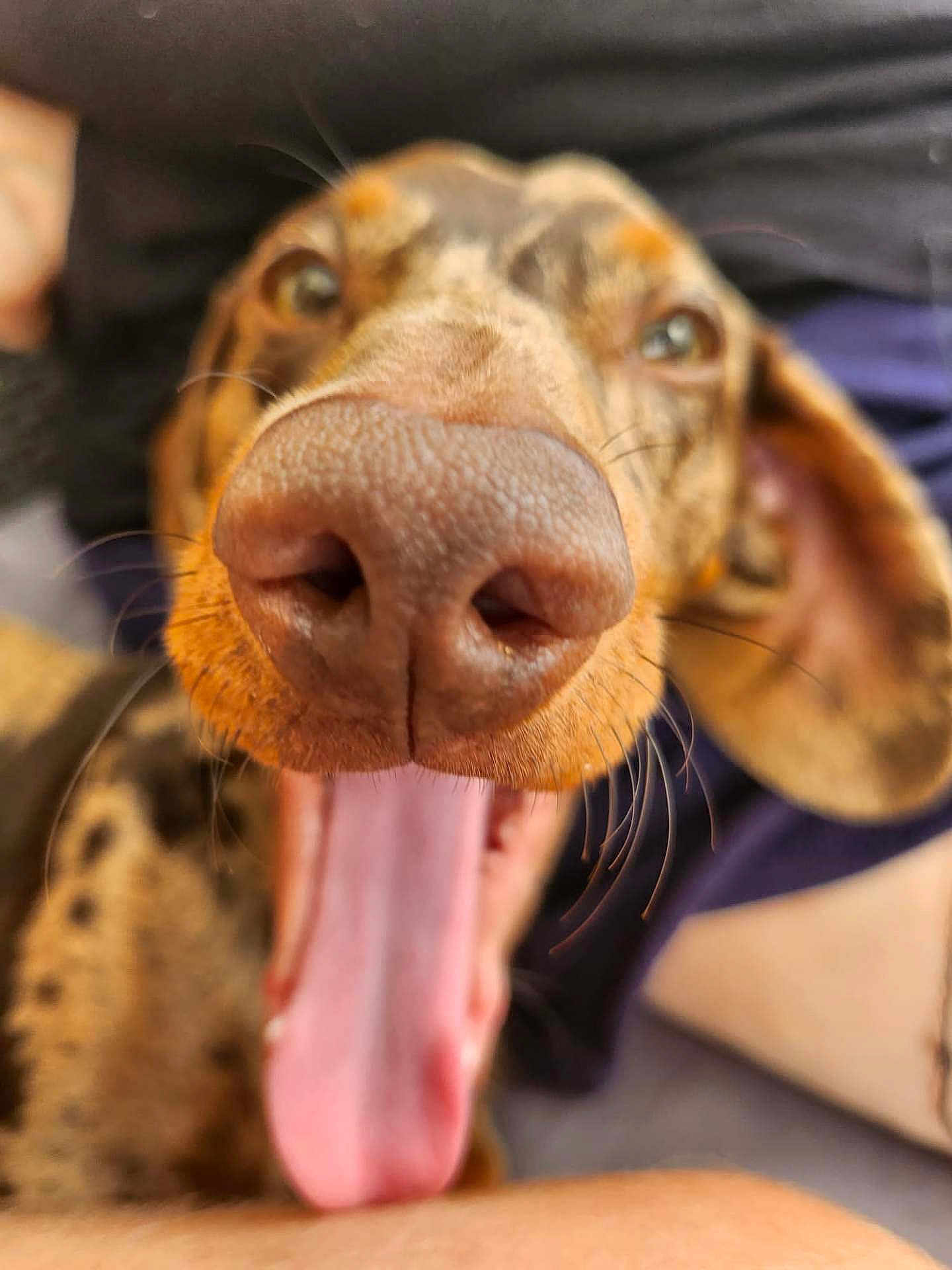 Ulfy participe au concours pour gagner de l'argent avec cette photo : dog, close_up, tongue, nose, pet, animal, cute, funny, blurry_background, brown, mouth, ears, whiskers, canine, expression, indoor, tongue_out, playful, face, fur