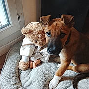 Benji participe au concours pour gagner de l'argent avec cette photo : animal, brown_fur, companion, cozy, cute, dog, floor, home, indoor, natural_light, pet_bed, puppy, resting, soft_texture, stuffed_animal, teddy_bear, toy, white_paws, window, young_dog