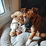 animal, brown_fur, companion, cozy, cute, dog, floor, home, indoor, natural_light, pet_bed, puppy, resting, soft_texture, stuffed_animal, teddy_bear, toy, white_paws, window, young_dog