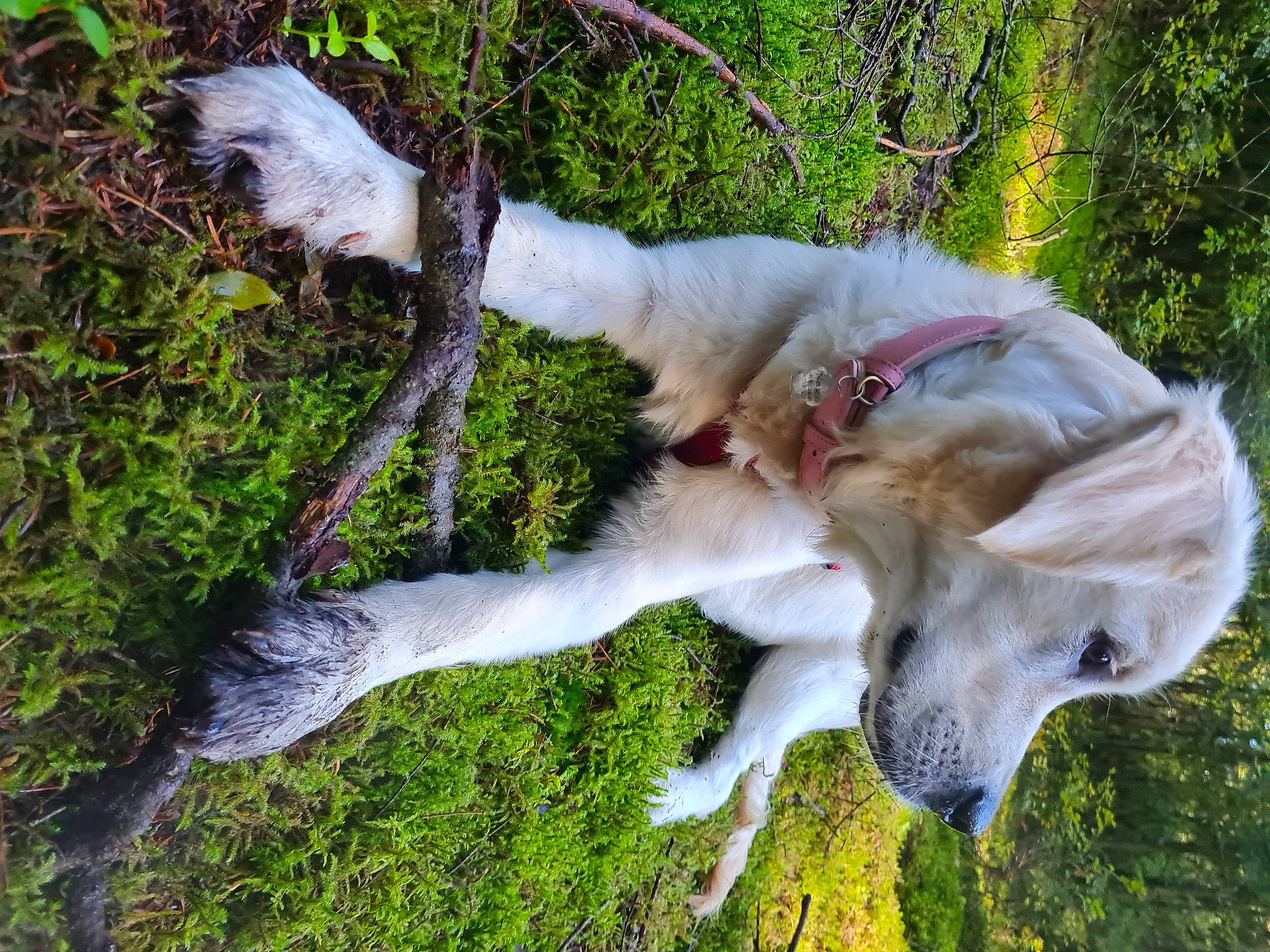 Naga a rejoint le concours — aidez-le/la à gagner de superbes lots ! bone, canidae, carnivore, companion_dog, dog, dog_breed, fawn, fur, grass, groundcover, plant, snout, sporting_group, tail, terrestrial_animal, trunk, water, wildlife, wood, working_animal