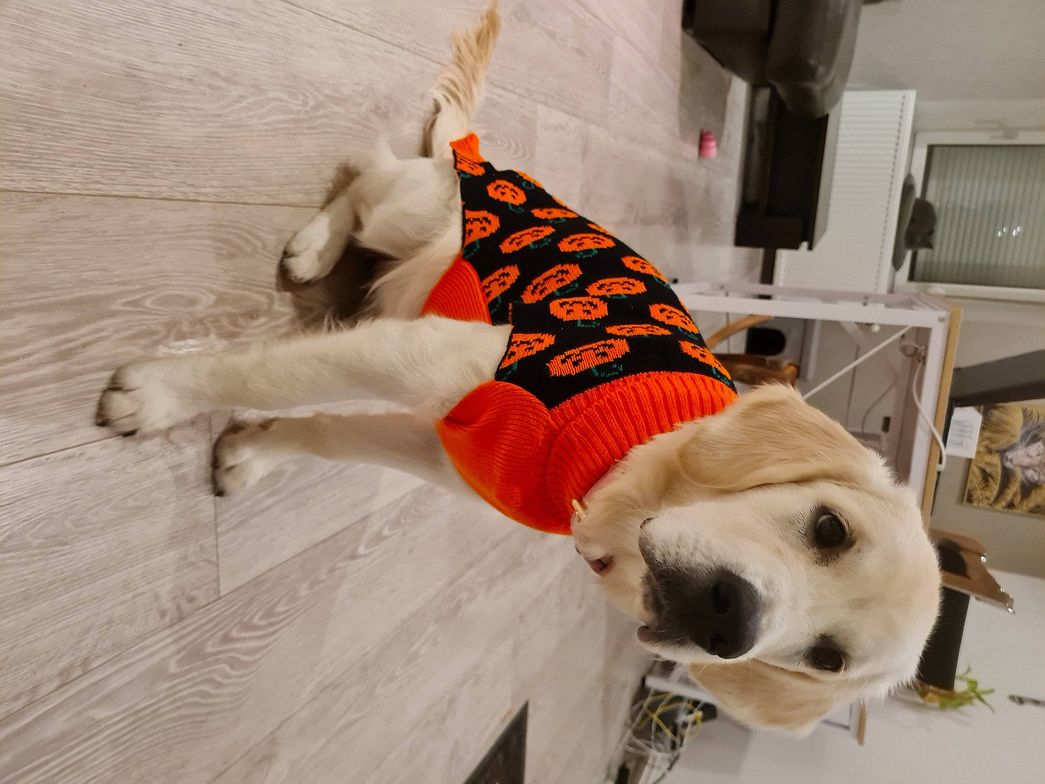 Naga a rejoint le concours — aidez-le/la à gagner de superbes lots ! canidae, carnivore, collar, companion_dog, dog, dog_breed, dog_clothes, dog_collar, dog_supply, fawn, flooring, mammal, pet_supply, snout, sporting_group, tail, vertebrate, whiskers, wood, working_animal