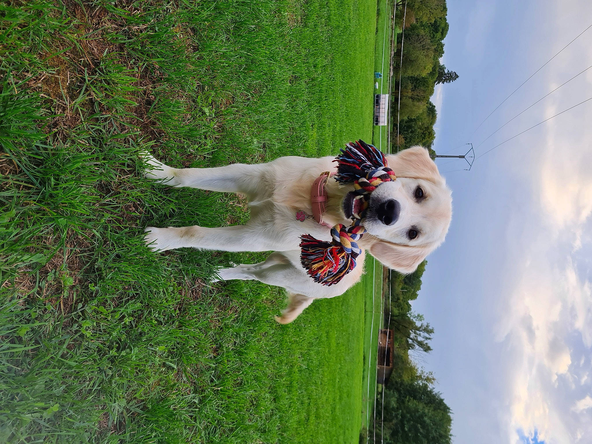 Naga participe au concours pour gagner de l'argent avec cette photo : adventure, canidae, carnivore, cloud, companion_dog, dalmatian, dog, dog_breed, fun, grass, happy, hat, leisure, people_in_nature, plant, recreation, sky, sporting_group, tree, water