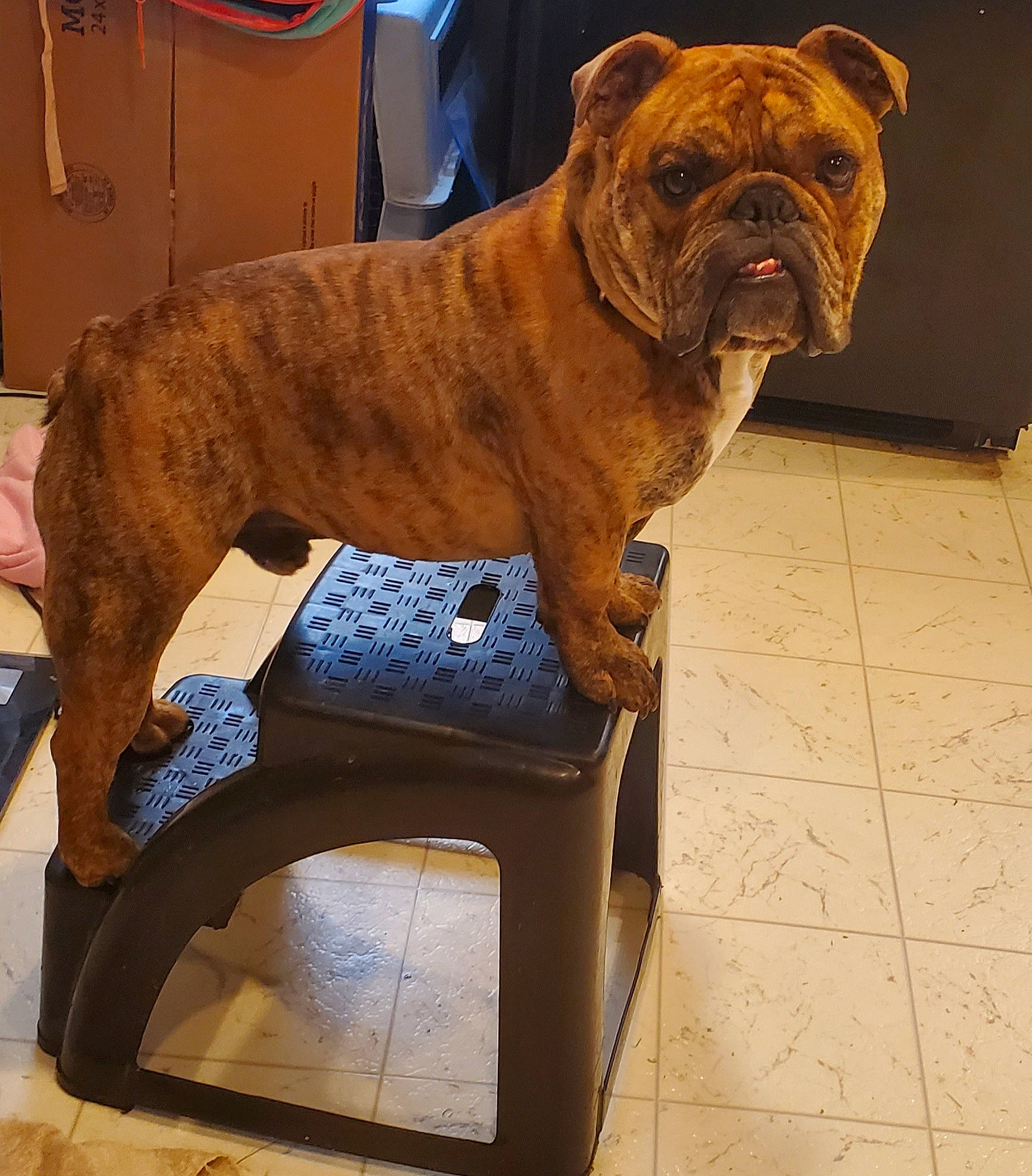 Rusty joined the competition — help win amazing prizes! bulldog, canidae, carnivore, collar, companion_dog, dog, dog_breed, dog_collar, fawn, flooring, liver, molosser, pet_supply, sculpture, snout, sporting_group, wood, working_animal, working_dog, wrinkle