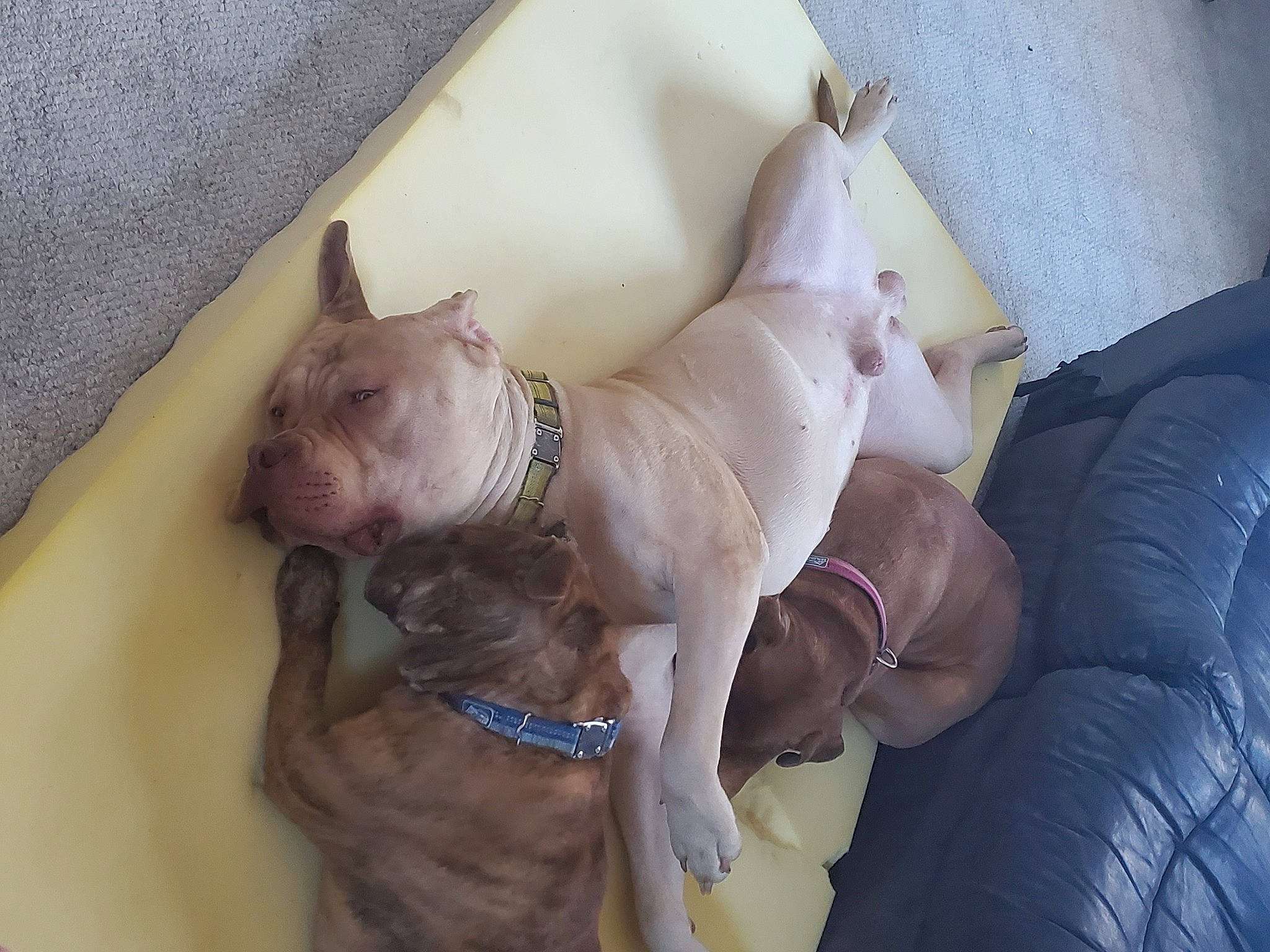 Dozer joined the competition — help win amazing prizes! canidae, carnivore, collar, comfort, companion_dog, dog, dog_breed, dog_collar, dog_supply, ear, fawn, liver, non_sporting_group, pet_supply, snout, sporting_group, toy_dog, working_animal, wrinkle