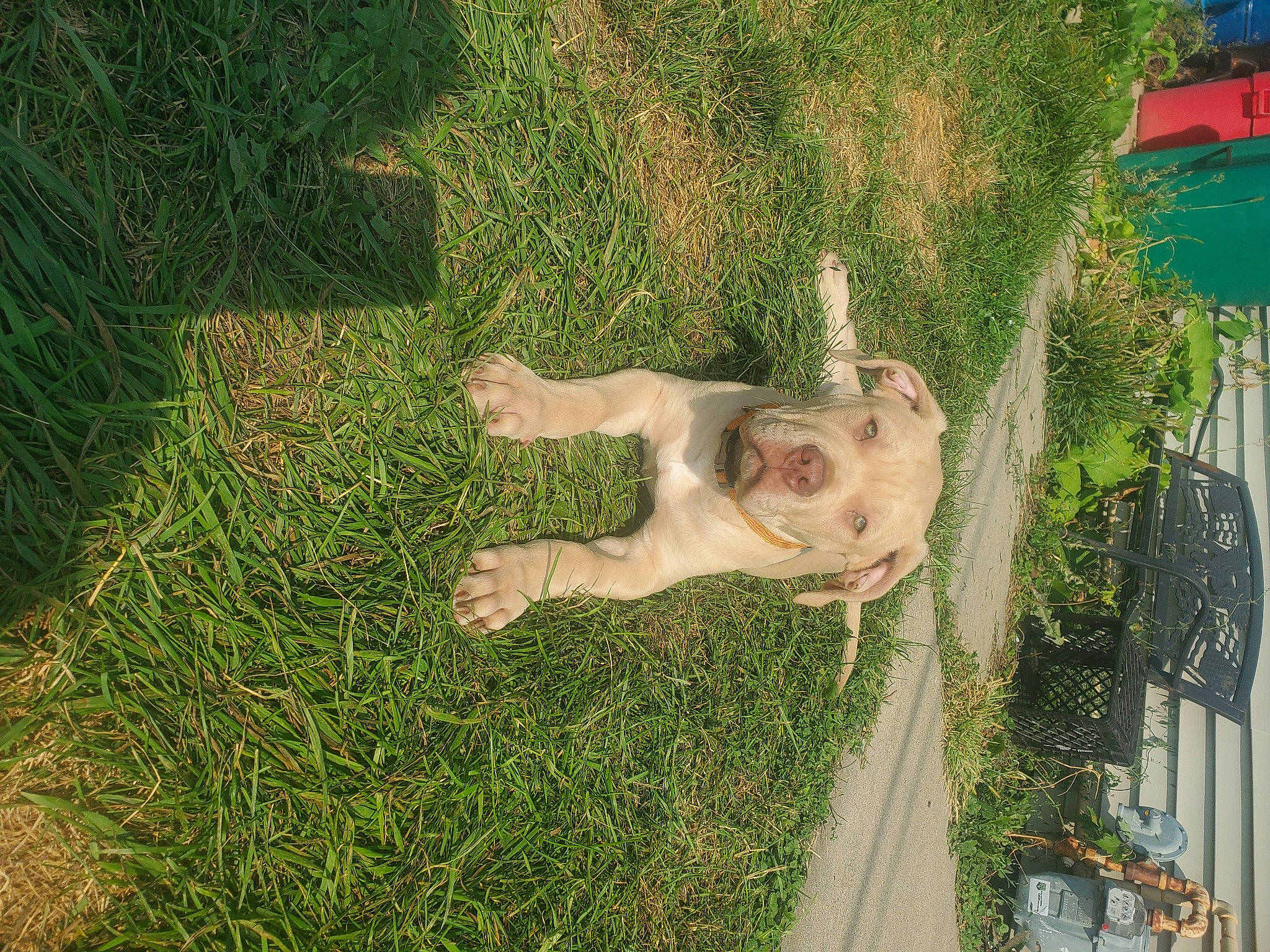 Dozer is registered to the contest to win money with this photo: dog_breed, fawn, fun, garden, grass, grassland, groundcover, landscape, lawn_ornament, leisure, mammal, people_in_nature, plant, shadow, shrub, soil, sporting_group, tail, tree, yard