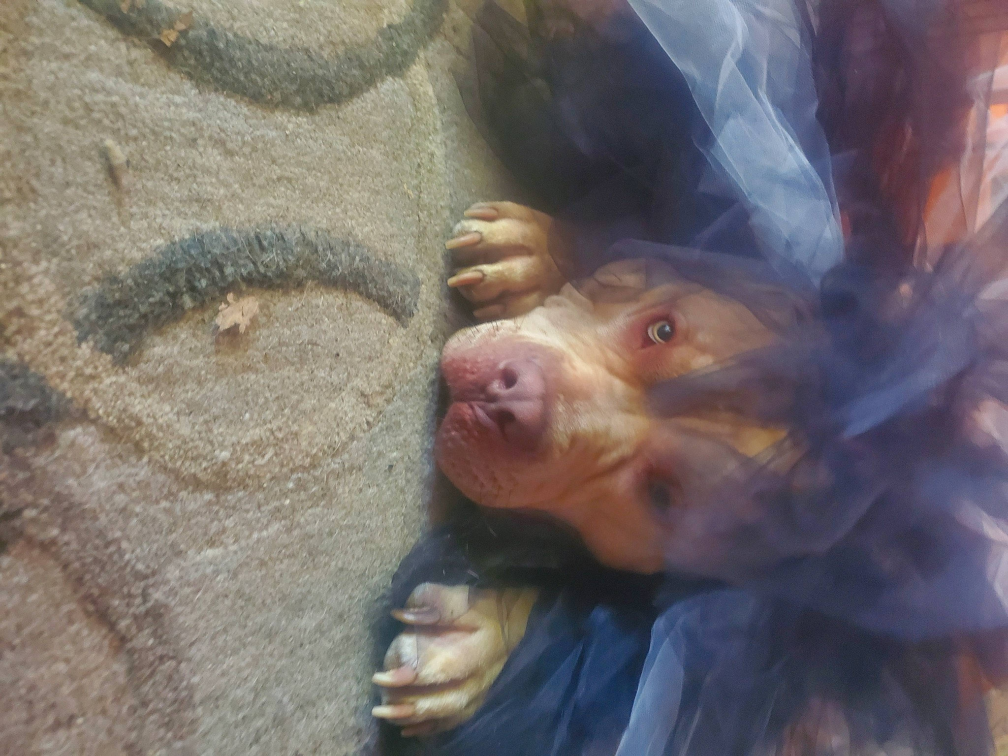 Dozer is registered to the contest to win money with this photo: art, eye, flesh, fur, marine_biology, organism, painting, recreation, rhesus_macaque, rock, snout, terrestrial_animal, visual_arts, wildlife, wood, wrinkle