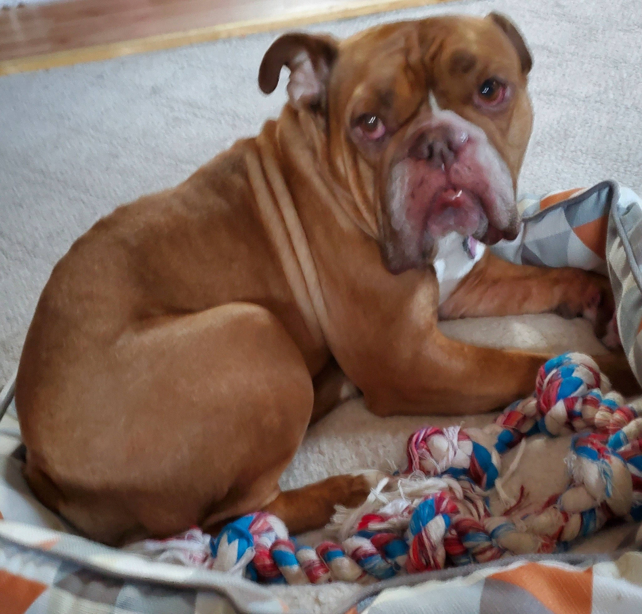 Midge joined the competition — help win amazing prizes! ancient_dog_breeds, boxer, bulldog, carnivore, comfort, companion_dog, dog, dog_breed, dog_supply, fawn, liver, molosser, non_sporting_group, ori_pei, snout, sporting_group, terrestrial_animal, working_animal, working_dog, wrinkle