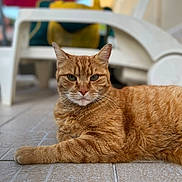 Léon participe au concours pour gagner de l'argent avec cette photo : cat, ginger_cat, tabby, feline, pet, animal, relaxed, laying_down, floor, tiled_floor, indoor, chair, plastic_chair, blurred_background, orange_fur, whiskers, ears, eyes, portrait, close_up