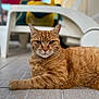 cat, ginger_cat, tabby, feline, pet, animal, relaxed, laying_down, floor, tiled_floor, indoor, chair, plastic_chair, blurred_background, orange_fur, whiskers, ears, eyes, portrait, close_up