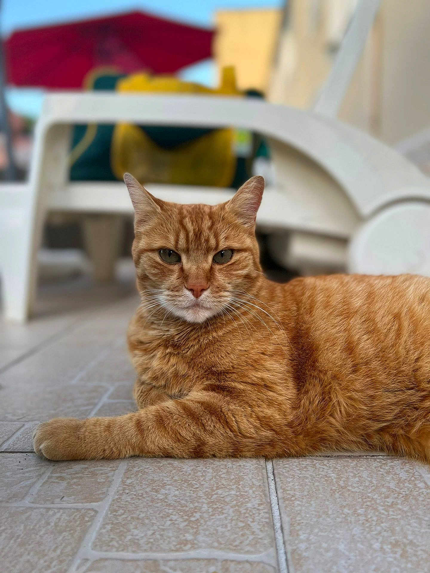 Léon participe au concours pour gagner de l'argent avec cette photo : cat, ginger_cat, tabby, feline, pet, animal, relaxed, laying_down, floor, tiled_floor, indoor, chair, plastic_chair, blurred_background, orange_fur, whiskers, ears, eyes, portrait, close_up