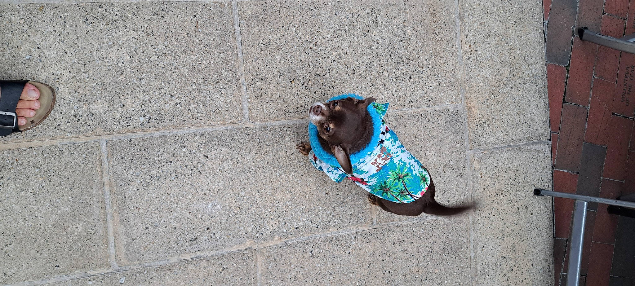 Bandit is registered to the contest to win money with this photo: art, asphalt, canidae, carnivore, companion_dog, concrete, dog, dog_breed, electric_blue, fawn, flooring, foot, grey, human_leg, pattern, road_surface, sidewalk, snout, sporting_group, tail