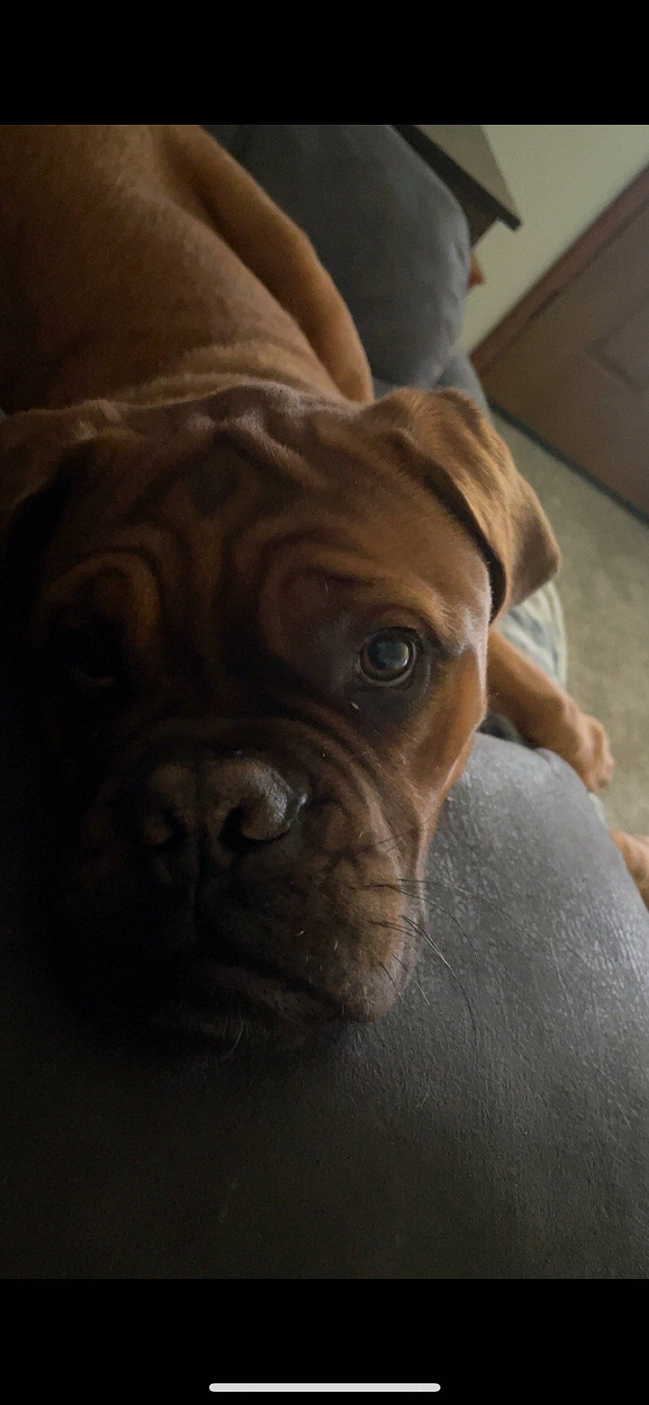 Bo is registered to the contest to win money with this photo: boxer, canidae, carnivore, comfort, companion_dog, dog, dog_breed, ear, fawn, liver, molosser, non_sporting_group, puppy, snout, sporting_group, terrestrial_animal, toy_dog, whiskers, working_animal, wrinkle