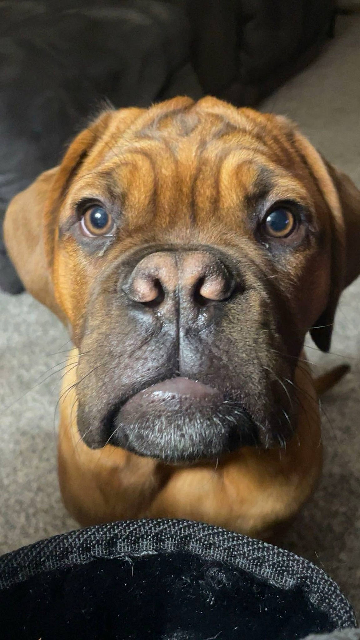 Bo is registered to the contest to win money with this photo: ancient_dog_breeds, biting, canidae, carnivore, companion_dog, dog, dog_breed, eye, fawn, head, iris, molosser, non_sporting_group, old_english_bulldog, snout, sporting_group, terrestrial_animal, whiskers, working_dog, wrinkle