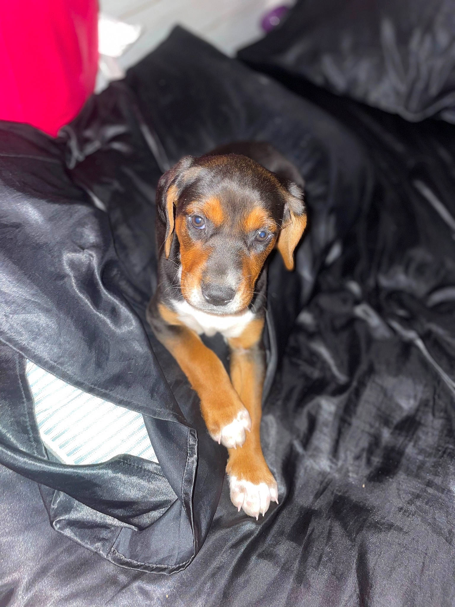 Lulu joined the competition — help win amazing prizes! canidae, carnivore, comfort, companion_dog, dog, dog_breed, dog_supply, fur, guard_dog, paw, pinscher, sitting, sporting_group, terrestrial_animal, toy_dog, whiskers, working_animal, working_dog