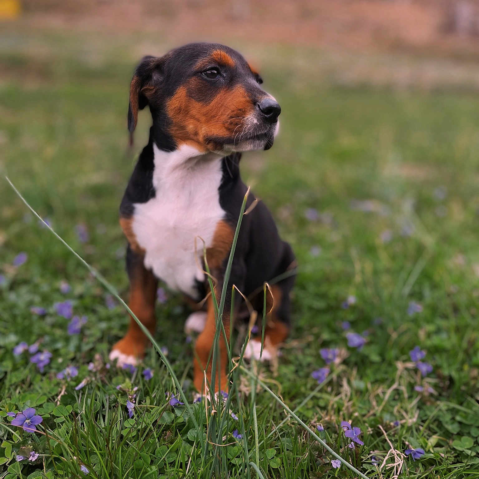 Lulu