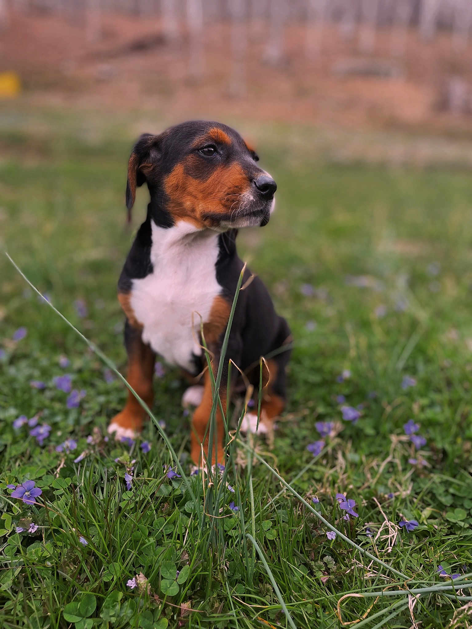 Lulu
