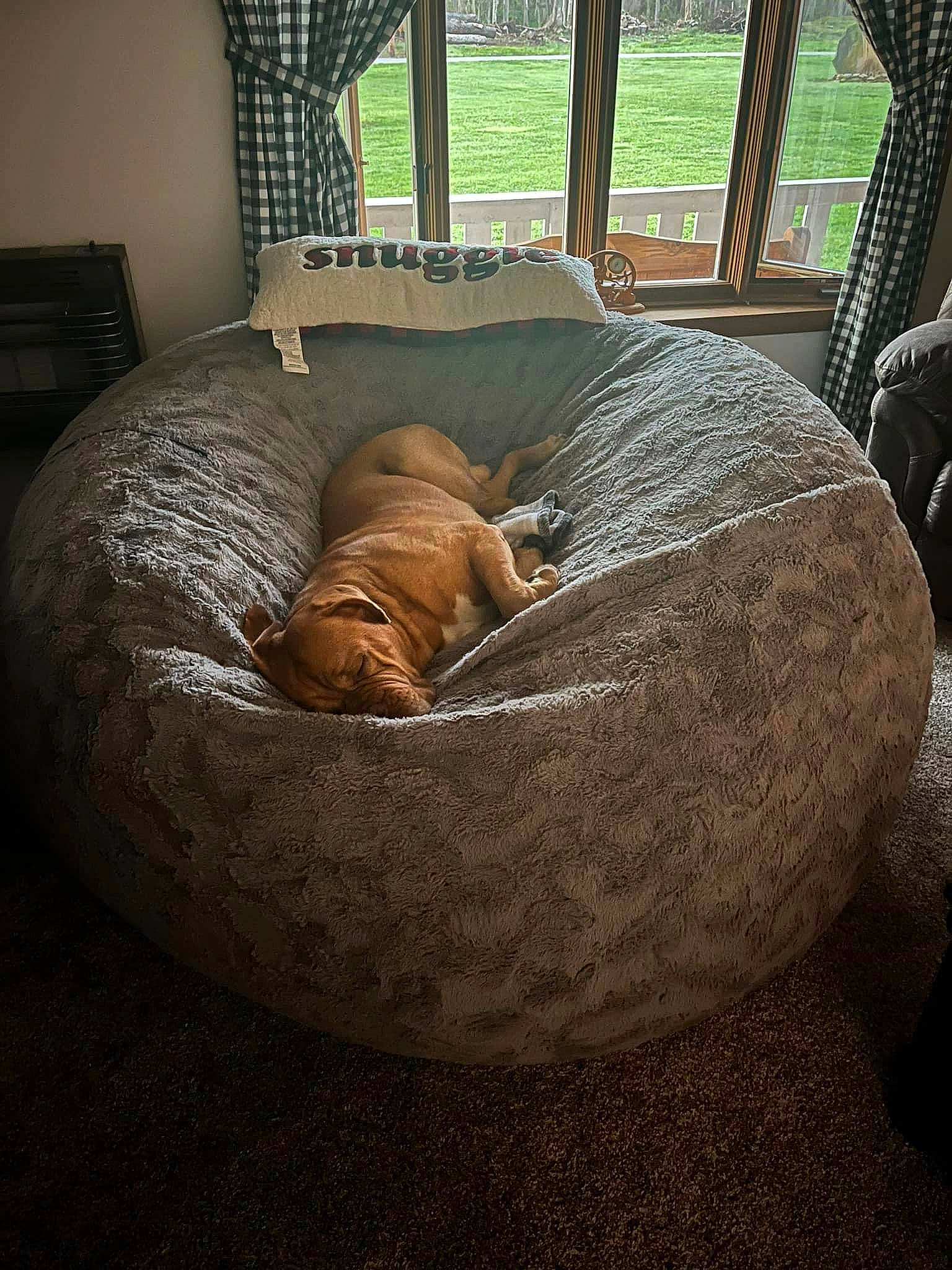 Jax is registered to the contest to win money with this photo: bean_bag, canidae, carnivore, comfort, companion_dog, dog, dog_breed, fawn, felidae, flooring, hardwood, linens, liver, pet_supply, room, sporting_group, tail, terrestrial_animal, wildlife, wood