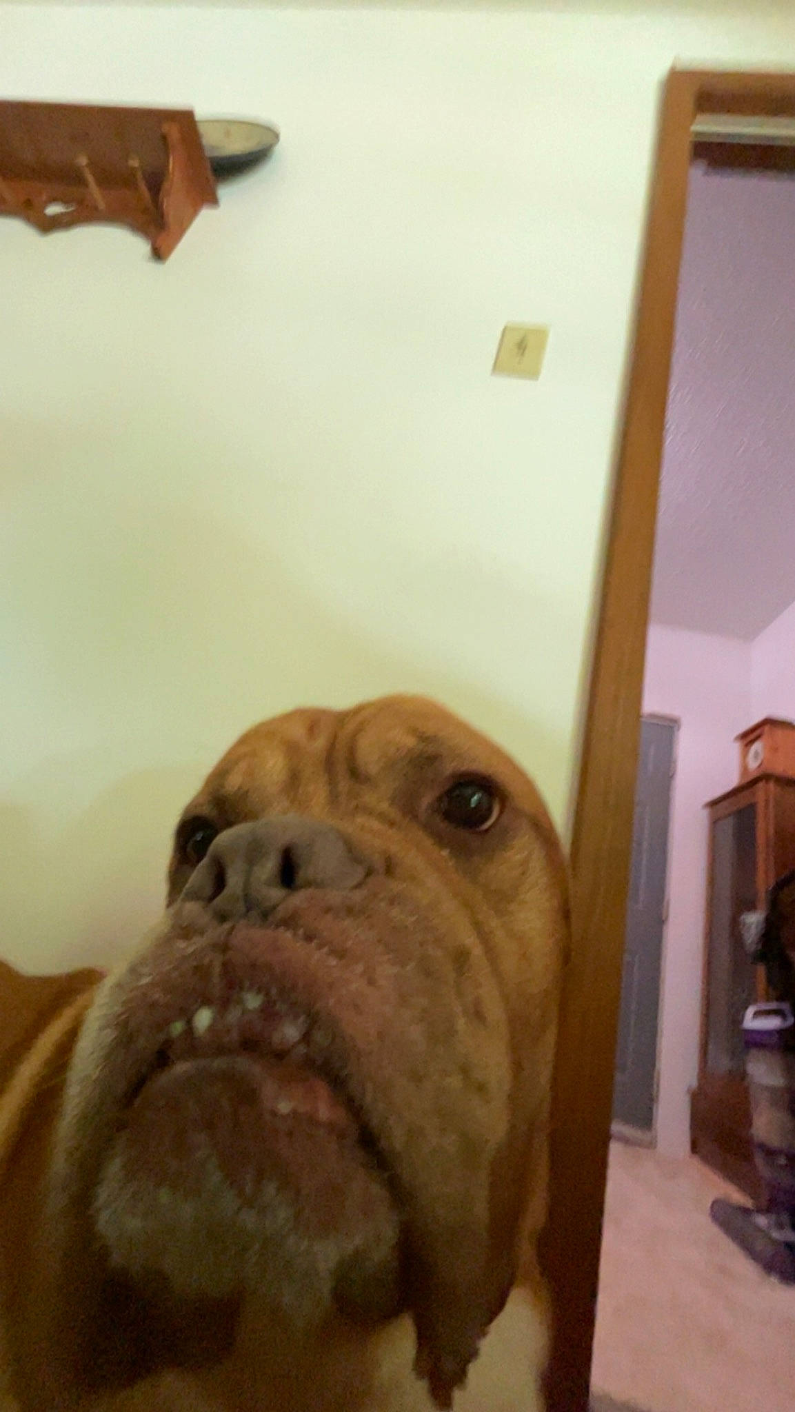 Jax is registered to the contest to win money with this photo: ancient_dog_breeds, canidae, carnivore, companion_dog, dog, dog_breed, fawn, flooring, fur, guard_dog, jaw, liver, molosser, neapolitan_mastiff, sporting_group, whiskers, wood, working_animal, working_dog, wrinkle