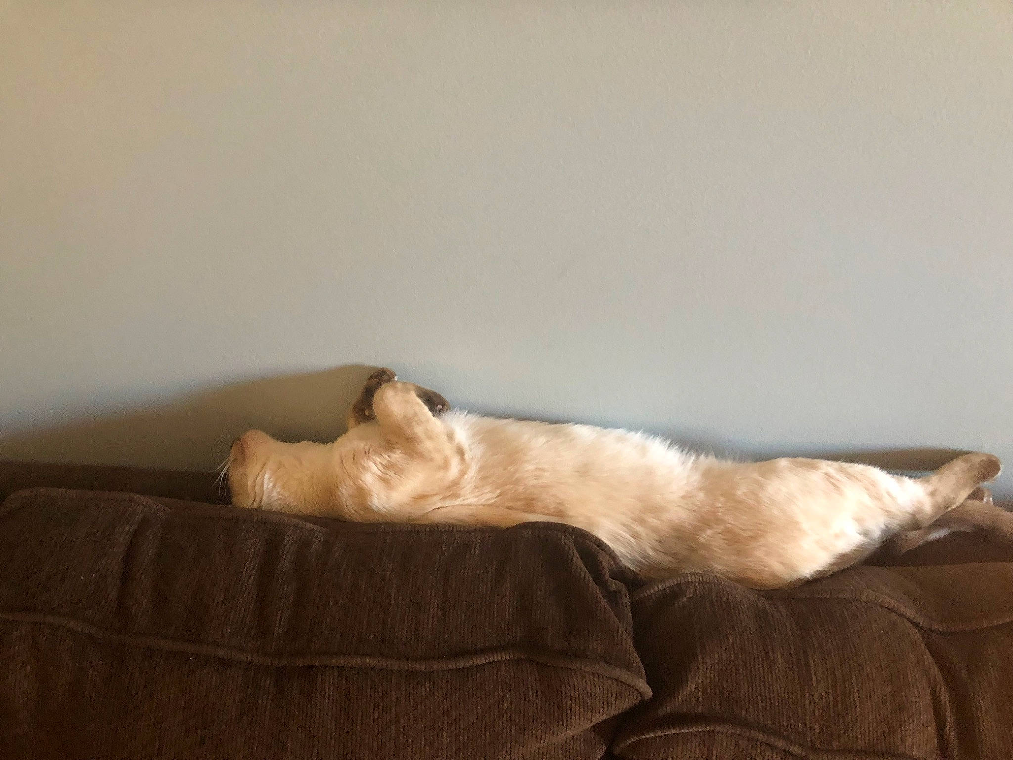 Conway participe au concours pour gagner de l'argent avec cette photo : beige, carnivore, cat, comfort, companion_dog, couch, felidae, fur, furniture, nap, paw, sleep, small_to_medium_sized_cats, tail