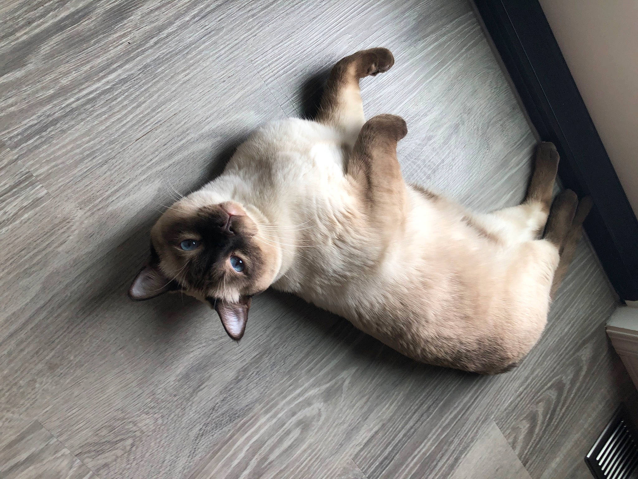 Conway participe au concours pour gagner de l'argent avec cette photo : balinese, burmese, canidae, carnivore, cat, companion_dog, dog_breed, fawn, felidae, floor, flooring, mammal, paw, siamese, small_to_medium_sized_cats, snout, tail, thai, tonkinese, whiskers