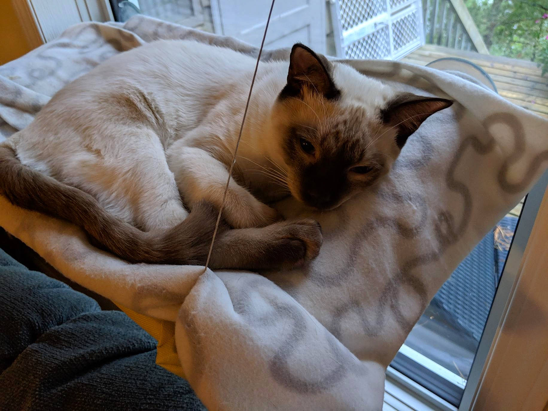 Conway participe au concours pour gagner de l'argent avec cette photo : asian, balinese, burmese, burmilla, carnivore, cat, colorpoint_shorthair, fawn, felidae, furniture, javanese, mammal, nap, oriental_longhair, siamese, small_to_medium_sized_cats, thai, tonkinese, vertebrate, whiskers