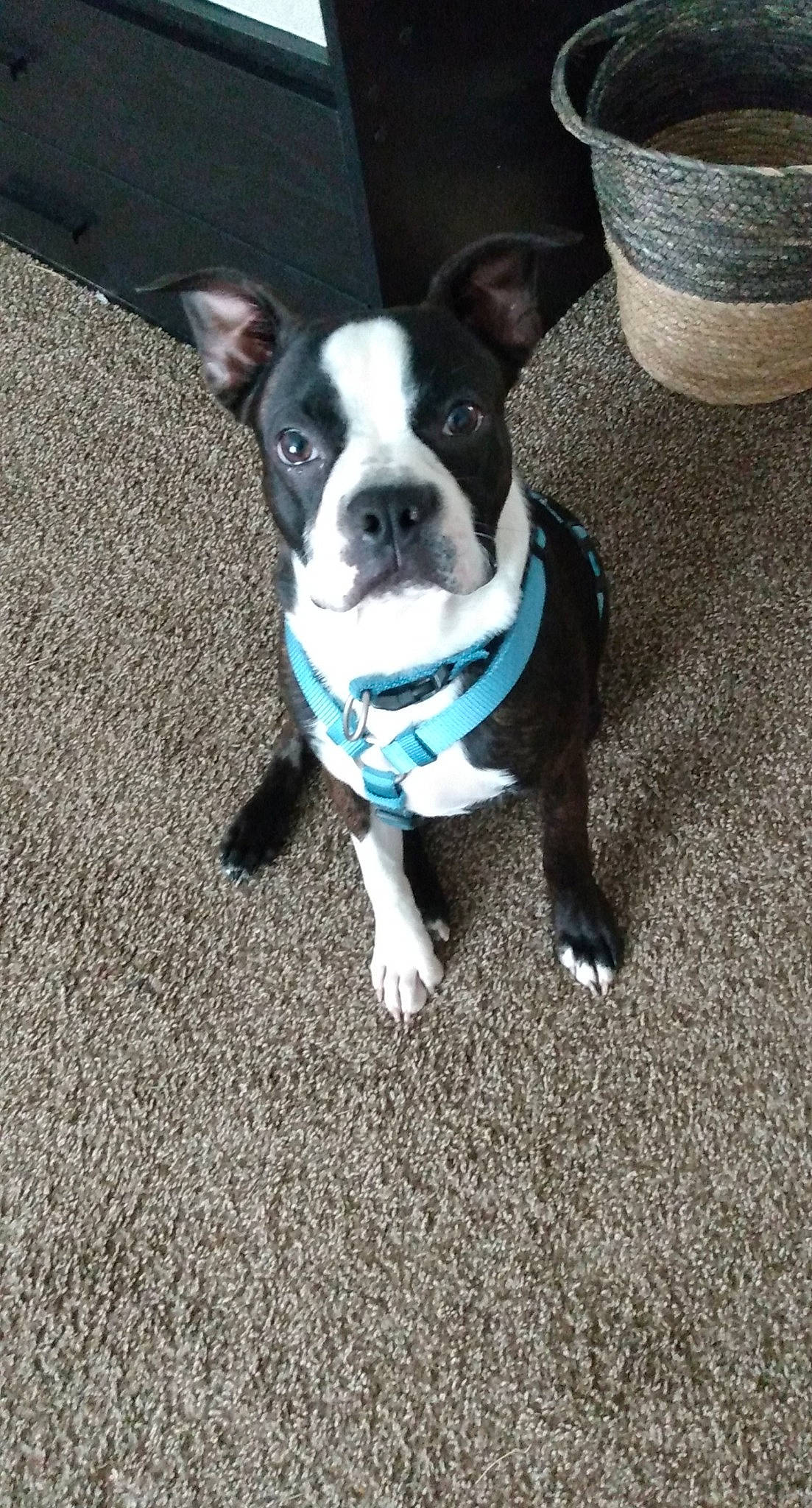 Mason joined the competition — help win amazing prizes! adventure, boston_terrier, canidae, carnivore, companion_dog, dog, dog_breed, fawn, french_bulldog, mammal, molosser, non_sporting_group, puppy, snout, sporting_group, vertebrate