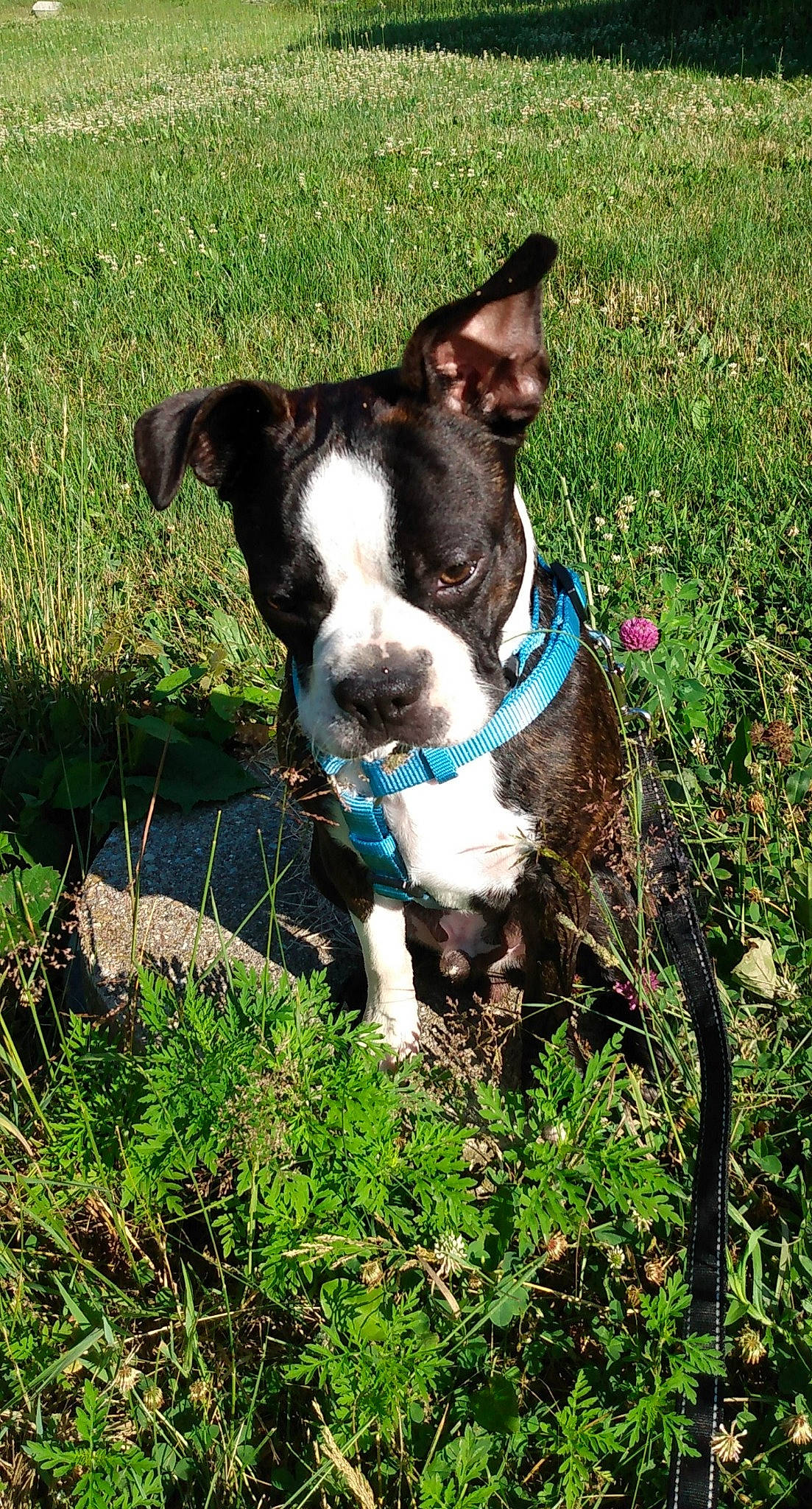 Mason is registered to the contest to win money with this photo: adventure, american_pit_bull_terrier, american_staffordshire_terrier, boston_terrier, canidae, carnivore, companion_dog, dog, dog_breed, dog_collar, grass, mammal, mcnab, non_sporting_group, pit_bull, plant, rare_breed_dog, snout, sporting_group, terrier